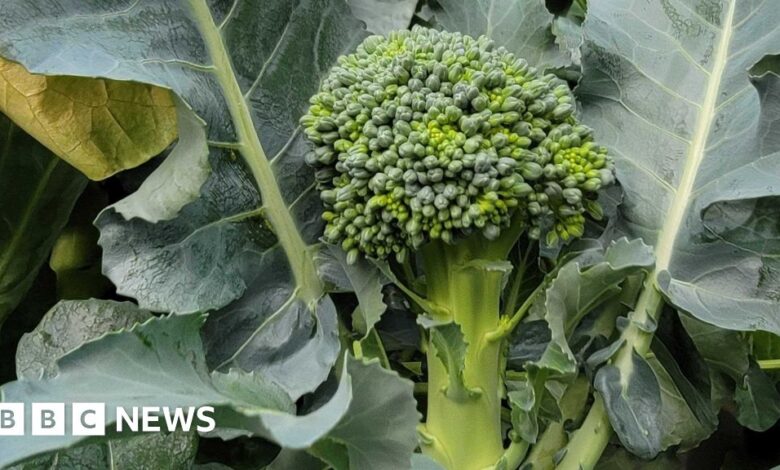 ‘We are creating new crops five-times faster’ ‘We are creating new crops five-times faster’