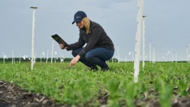 How artificial intelligence could help farming become more efficient, sustainable