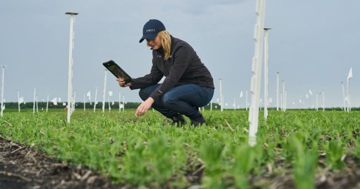 How artificial intelligence could help farming become more efficient, sustainable How artificial intelligence could help farming become more efficient, sustainable