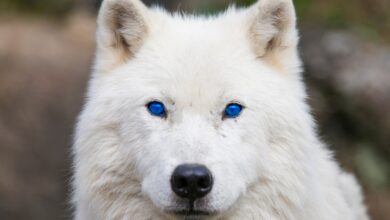 An inside-out look at cyber security from Arctic Wolf CISO Adam Marrè