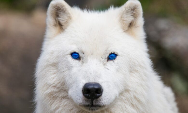 An inside-out look at cyber security from Arctic Wolf CISO Adam Marrè An inside-out look at cyber security from Arctic Wolf CISO Adam Marrè