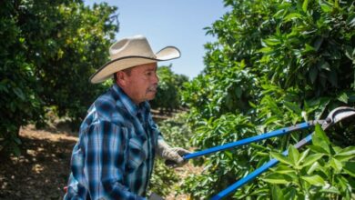 Will electric vehicle mandate be a roadblock to safe commutes for California farmworkers? – El Observador