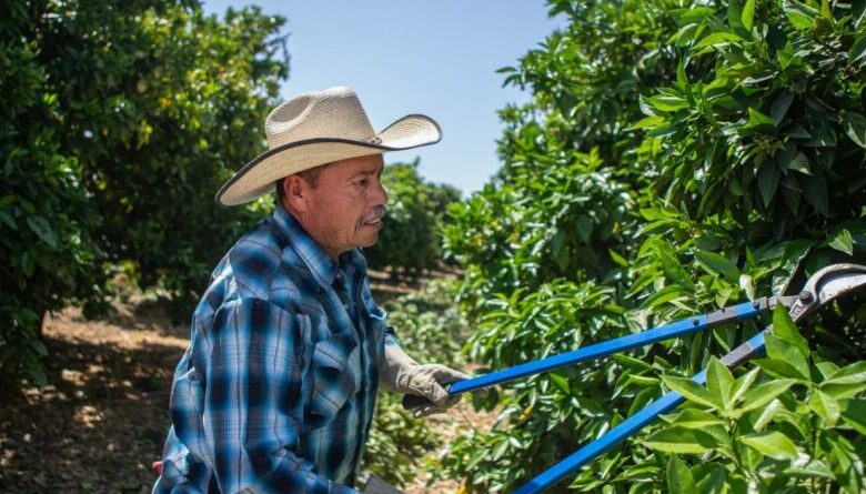 Will electric vehicle mandate be a roadblock to safe commutes for California farmworkers? – El Observador Will electric vehicle mandate be a roadblock to safe commutes for California farmworkers? – El Observador