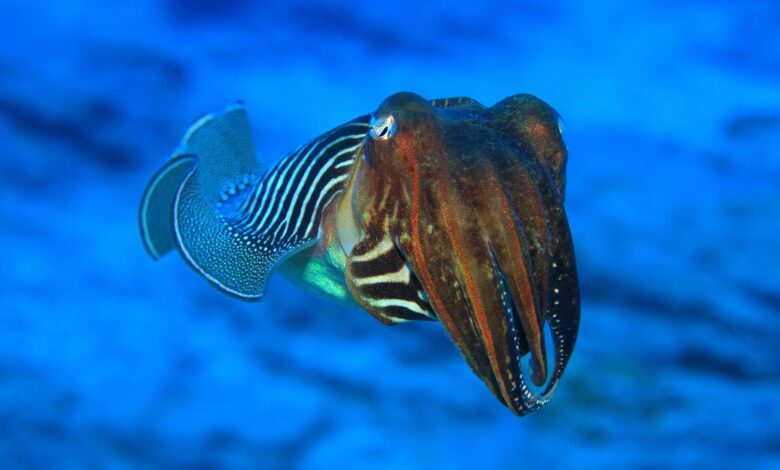 Cuttlefish tentacles and origami inspired a new robotic claw Cuttlefish tentacles and origami inspired a new robotic claw