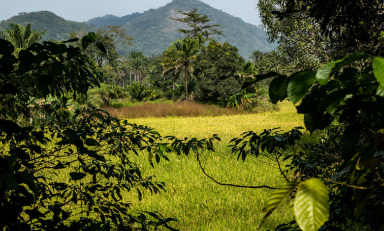 Ziama forest: participative mapping for sustainable management of land and resources Ziama forest: participative mapping for sustainable management of land and resources