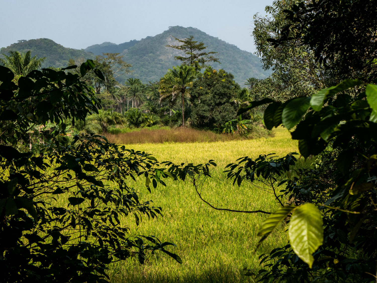 Ziama forest: participative mapping for sustainable management of land ...