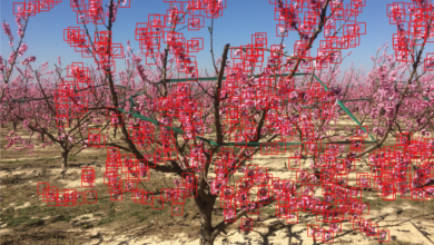 Flower-Counting AI to Help Fruit Farmers Predict Crops