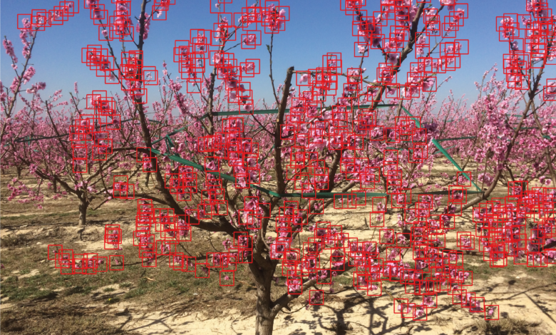 Flower-Counting AI to Help Fruit Farmers Predict Crops Flower-Counting AI to Help Fruit Farmers Predict Crops