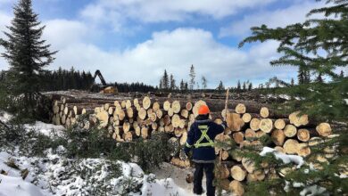 How Indigenous participation in forest management is changing resource development in Canada