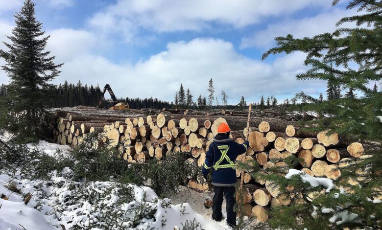 How Indigenous participation in forest management is changing resource development in Canada How Indigenous participation in forest management is changing resource development in Canada
