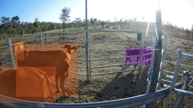 Artificial intelligence is being trained to monitor cattle