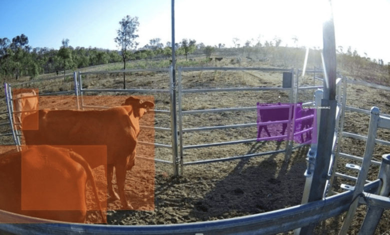 Artificial intelligence is being trained to monitor cattle Artificial intelligence is being trained to monitor cattle