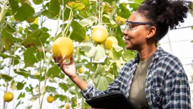 Agricultural entrepreneurship: AfDB approves  million to support Ethiopian SMEs