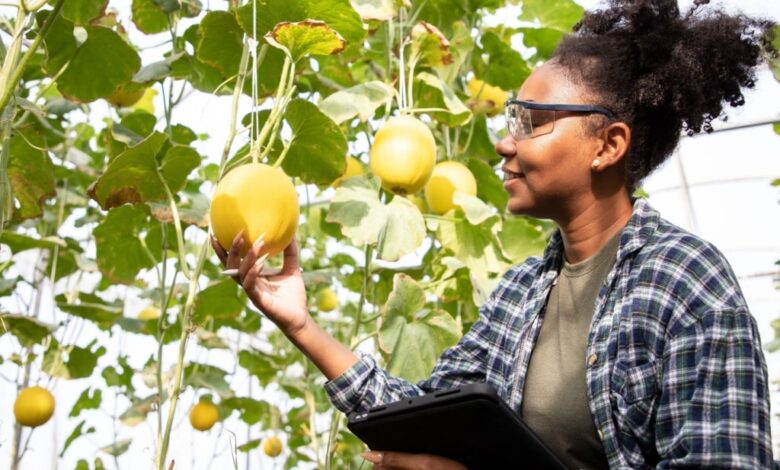 Agricultural entrepreneurship: AfDB approves million to support Ethiopian SMEs Agricultural entrepreneurship: AfDB approves million to support Ethiopian SMEs