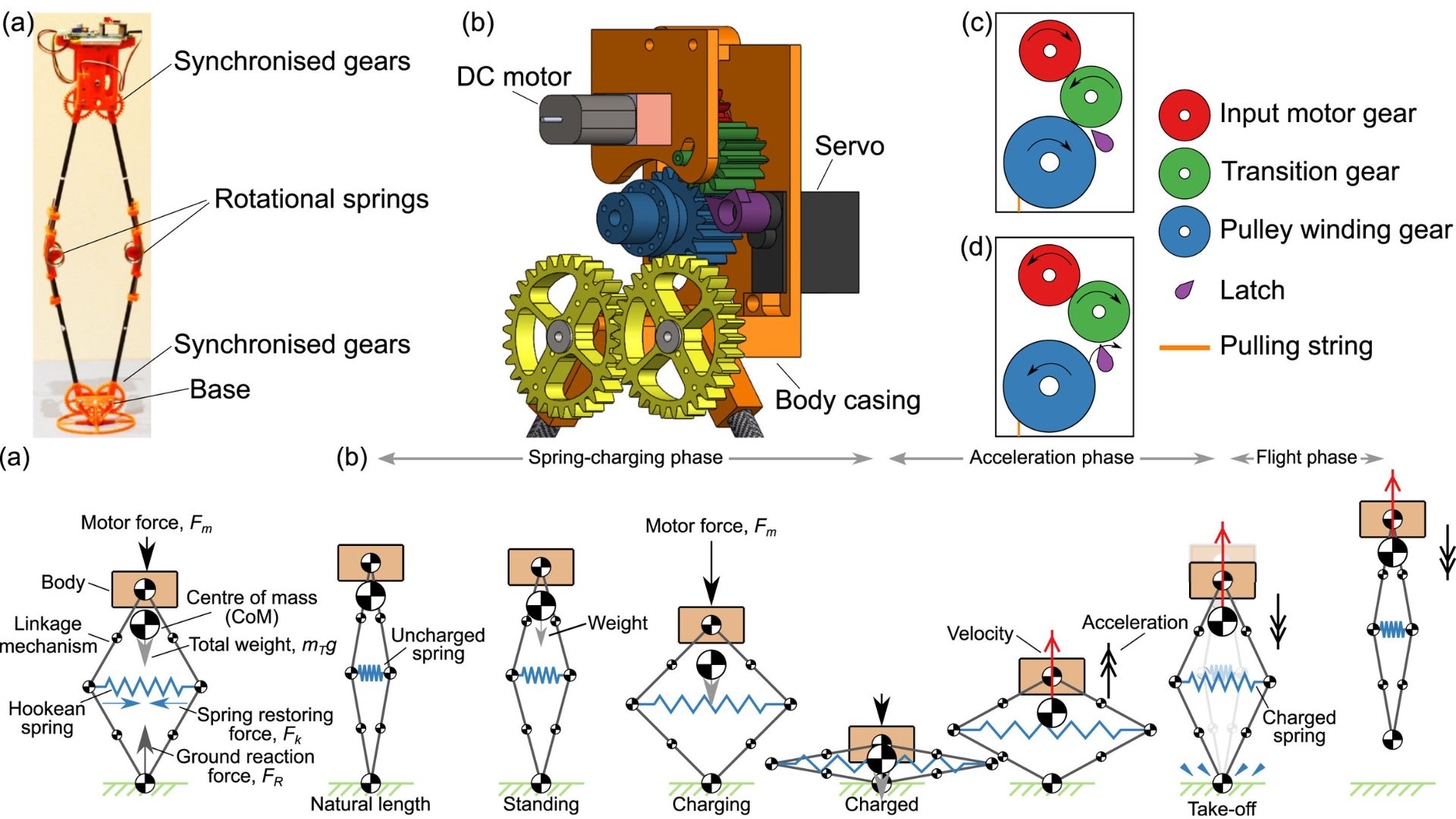 Advanced spring-driven robot: Experimental and CAD models with gearbox mechanism in action.