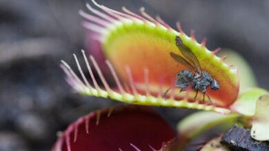 Device mimics Venus flytrap’s sensory system, can transform robotics