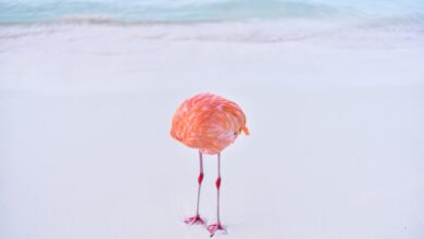 Photo of headless flamingo that won an AI award turns out to be real