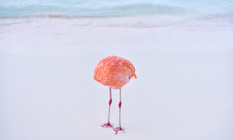 Photo of headless flamingo that won an AI award turns out to be real Photo of headless flamingo that won an AI award turns out to be real