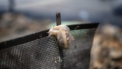 Japan’s escargot entrepreneur achieves the ‘impossible’