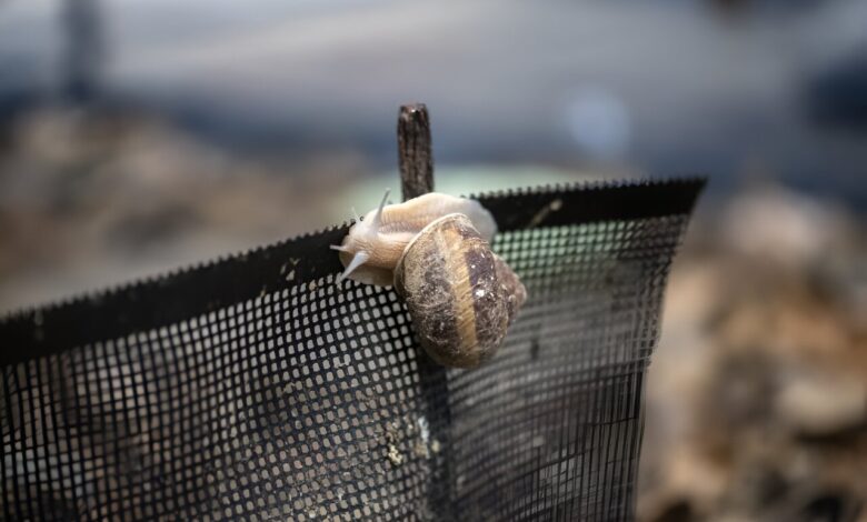 Japan’s escargot entrepreneur achieves the ‘impossible’ Japan’s escargot entrepreneur achieves the ‘impossible’