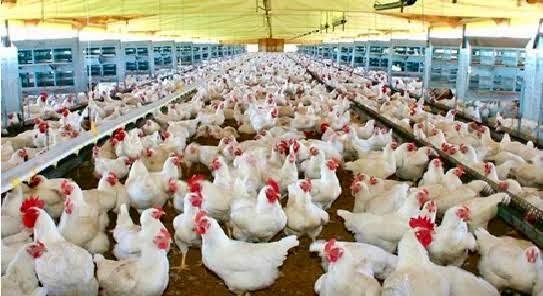 Yucatecan company will use Artificial Intelligence for egg and chicken production Yucatecan company will use Artificial Intelligence for egg and chicken production