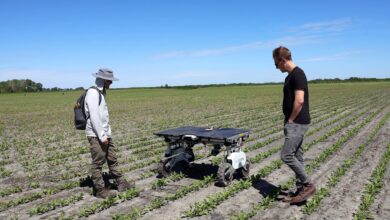 Robots with hoes show farmers possible future of weed control