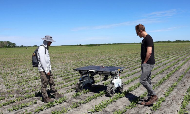 Robots with hoes show farmers possible future of weed control Robots with hoes show farmers possible future of weed control