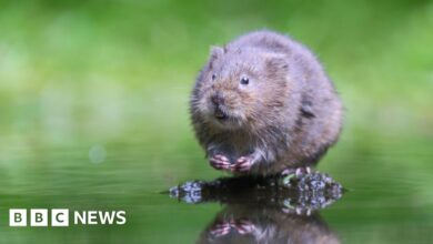 Nature groups launch legal challenge over England’s wildlife loss