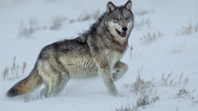 Yellowstone enters winter season; nearly all roads closed to automobiles