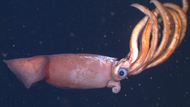 Advanced underwater robots discover deep-sea squid that broods giant eggs