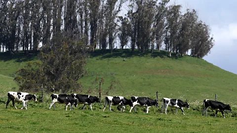 Getty Images Transitioning from dairy farming to crops can be tricky (Credit: Getty Images)