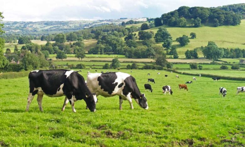 How Modern Farming (Group) Co., Ltd is revolutionizing dairy farming How Modern Farming (Group) Co., Ltd is revolutionizing dairy farming