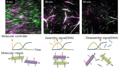 Self-assembling and disassembling swarm molecular robots via DNA molecular controller