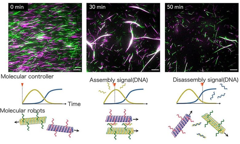 Self-assembling and disassembling swarm molecular robots via DNA molecular controller Self-assembling and disassembling swarm molecular robots via DNA molecular controller