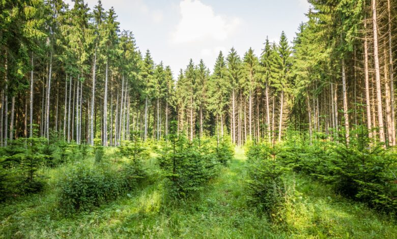 Biohybrid Robots Harness Nature’s Design to Revolutionize Reforestation – One Green Planet Biohybrid Robots Harness Nature’s Design to Revolutionize Reforestation – One Green Planet