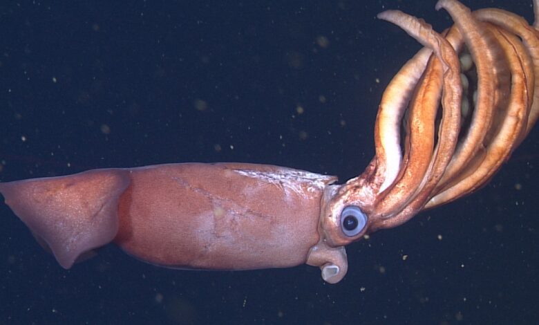 Underwater Robots Find Unusual Deep-Sea Squid Tending to Enormous Eggs : Science : Tech Times Underwater Robots Find Unusual Deep-Sea Squid Tending to Enormous Eggs : Science : Tech Times