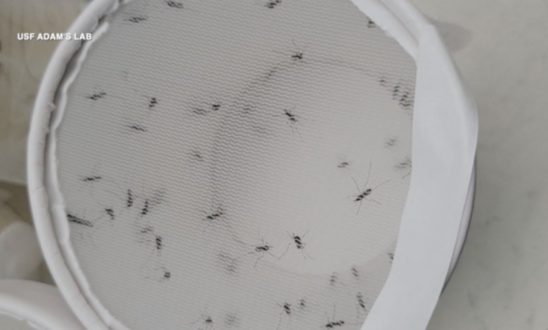 USF researchers use artificial intelligence to combat malaria in Africa USF researchers use artificial intelligence to combat malaria in Africa