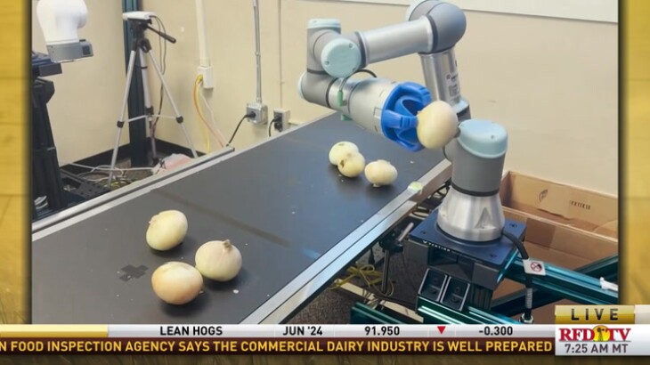 Robots are helping revolutionize Georgia’s onion industry! Robots are helping revolutionize Georgia’s onion industry!